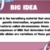 Intro to Genetics - Image 3